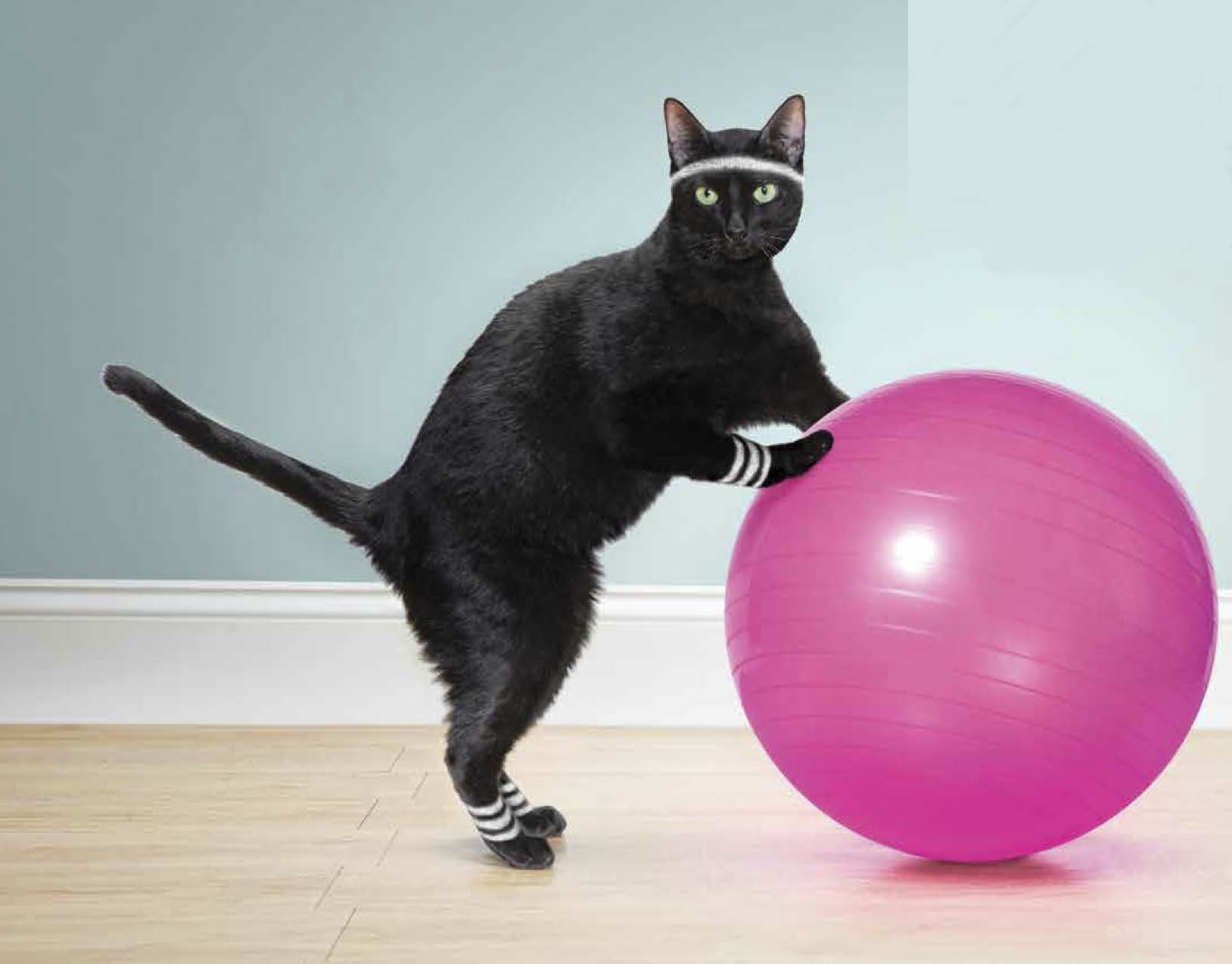 aerobic fitness diététique